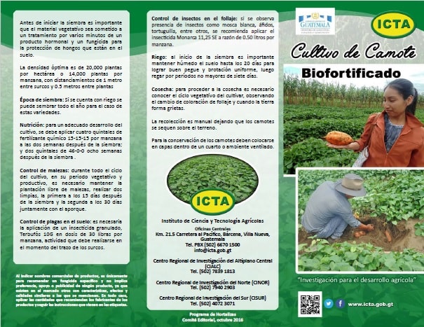 trifoliar con recomendaciones agronómicas, camote biofortificado